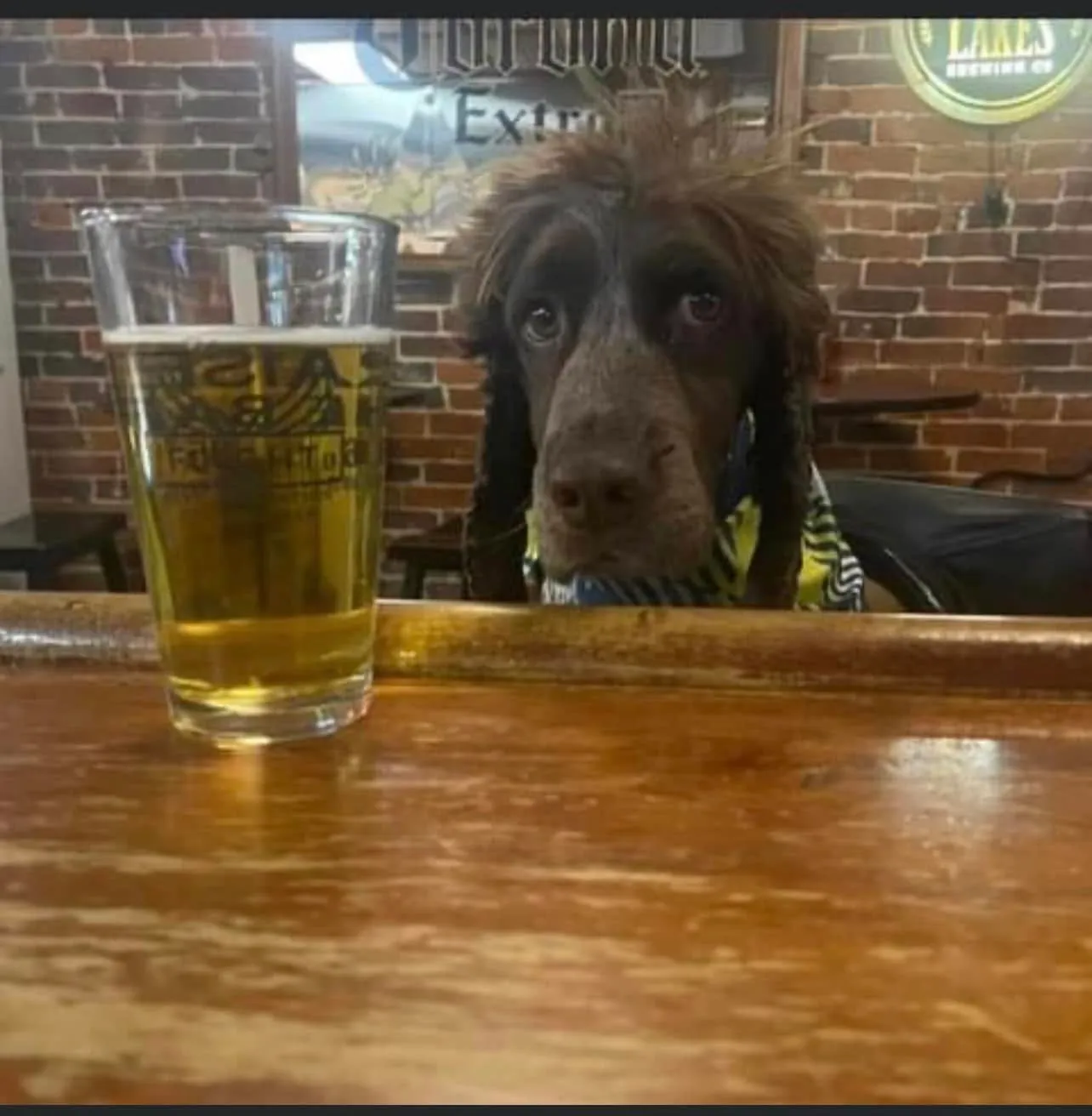 Spaniel with a pint glass at the bar