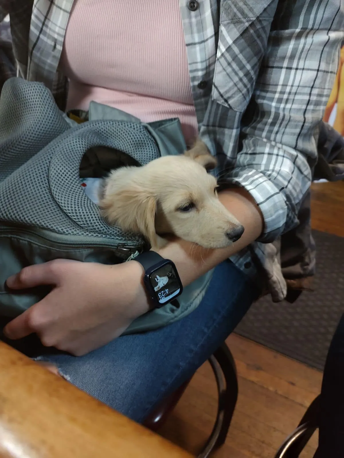 Golden puppy at the bar