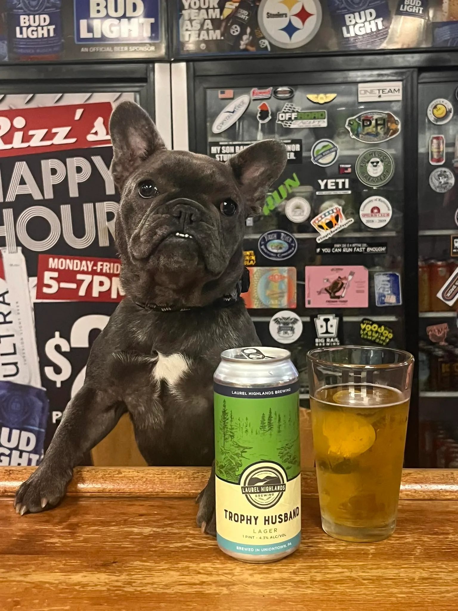 Frenchie at the bar — trophy husband