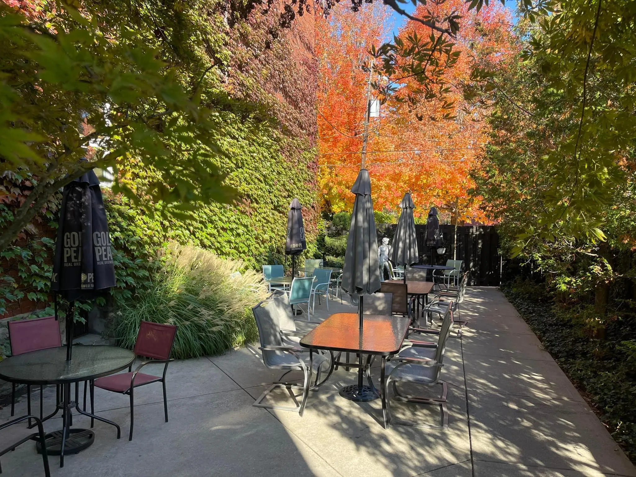 The Rizz's patio in fall — autumn trees, Gold Peak umbrellas